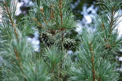 Pinus koraiensis 'Glauca' - borovice korejská